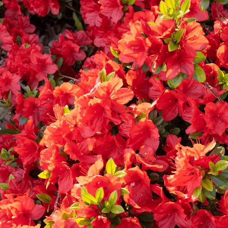 Red Azalea Rhododendron Plant Live Shrubs Bushes Flowers in 4" Pot, Very Hardy, Red Color