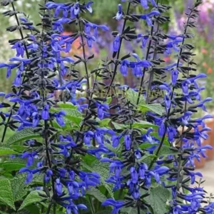 Black Blue Sage Salvia Live Plant Herb, Blue Salvia Sage Bush Shrub Grow Indoors Outdoor in 3" Pot