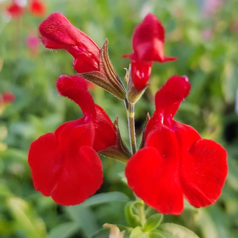Red Sage Salvia Live Plant Herb, Blue Salvia Sage Bush Shrub Grow Indoors Outdoor in 3" Pot