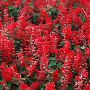 Red Sage Salvia Live Plant Herb, Blue Salvia Sage Bush Shrub Grow Indoors Outdoor in 3