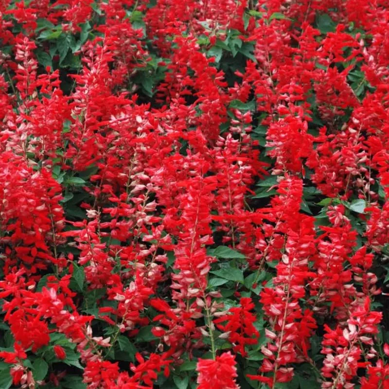 Red Sage Salvia Live Plant Herb, Blue Salvia Sage Bush Shrub Grow Indoors Outdoor in 3" Pot