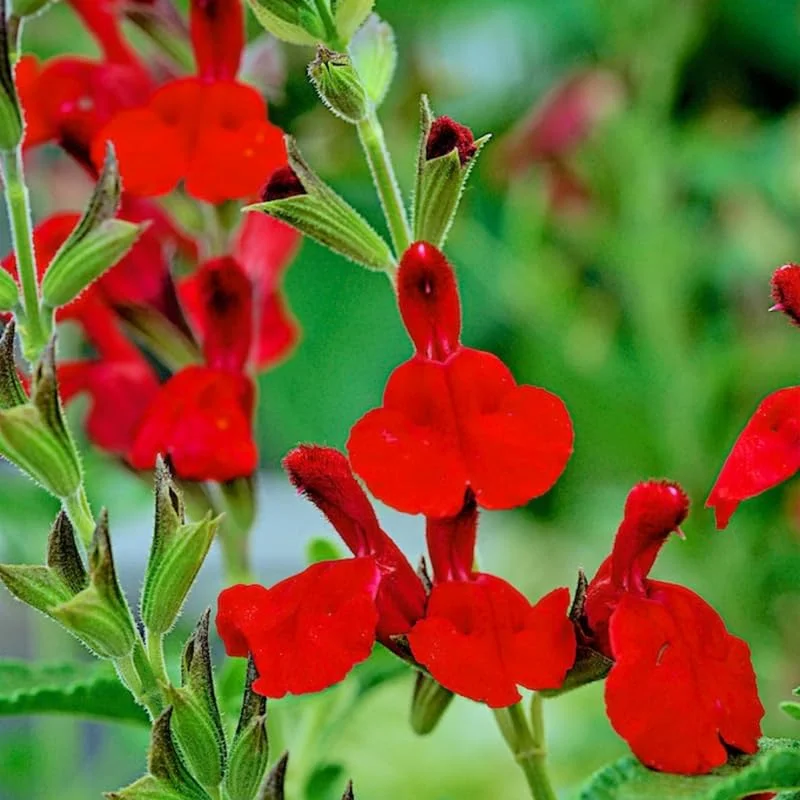 Red Sage Salvia Live Plant Herb, Blue Salvia Sage Bush Shrub Grow Indoors Outdoor in 3" Pot