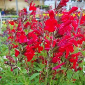 Red Sage Salvia Live Plant Herb, Blue Salvia Sage Bush Shrub Grow Indoors Outdoor in 3