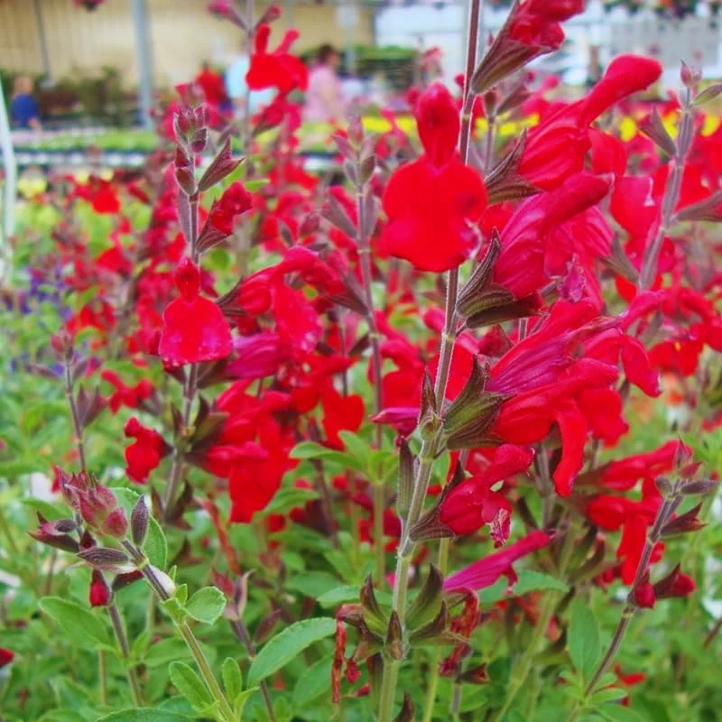 Red Sage Salvia Live Plant Herb, Blue Salvia Sage Bush Shrub Grow Indoors Outdoor in 3" Pot