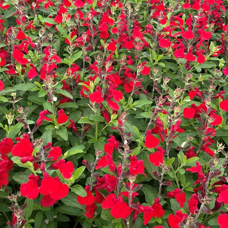 Red Sage Salvia Live Plant Herb, Blue Salvia Sage Bush Shrub Grow Indoors Outdoor in 3" Pot