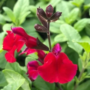 Red Sage Salvia Live Plant Herb, Blue Salvia Sage Bush Shrub Grow Indoors Outdoor in 3