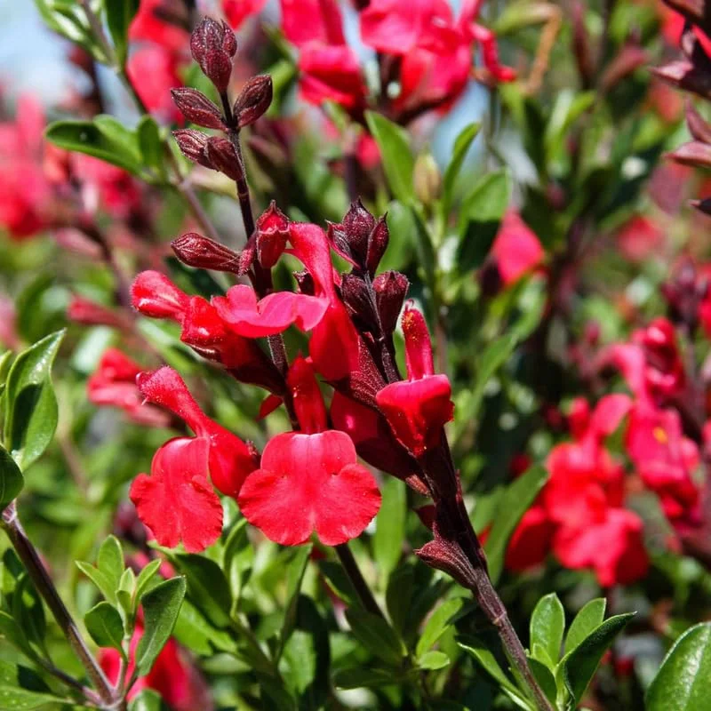 Red Sage Salvia Live Plant Herb, Blue Salvia Sage Bush Shrub Grow Indoors Outdoor in 3" Pot