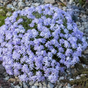 Blue Creeping Phlox, Starter Phlox Live Plant, Well Rooted, Creeping Perennial Ground Cover, 4 to 6 Inc tall