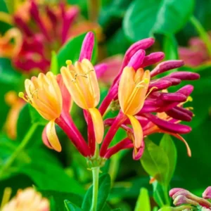 Fragrant Gold Flame Climbing Honeysuckle Plant Live Vine, Lonicera Perennial Honeysuckle Plants Bushes Shrubs for Planting