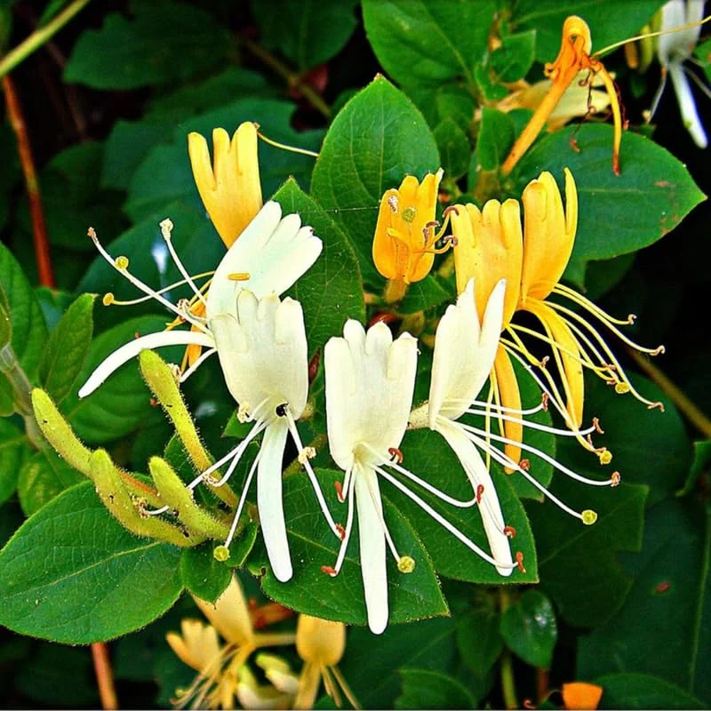 Yellow White Honeysuckle Bush Climbing, Honeysuckle Plant Live Vine, Fragrant Lonicera Perennial Honeysuckle Plants Bushes Shrubs in 2.5 Inch Pot