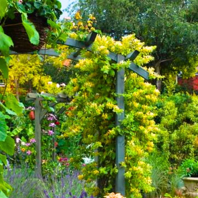 Yellow White Honeysuckle Bush Climbing, Honeysuckle Plant Live Vine, Fragrant Lonicera Perennial Honeysuckle Plants Bushes Shrubs in 2.5 Inch Pot