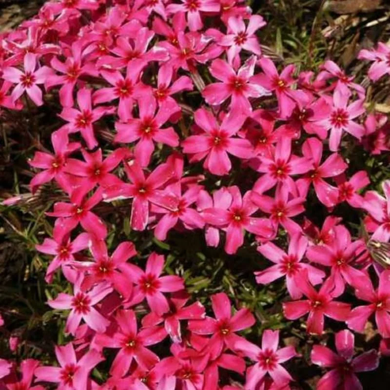 Scarlet Creeping Phlox Plant, Starter Phlox Live Plant, Well Rooted, Creeping Perennial Ground Cover