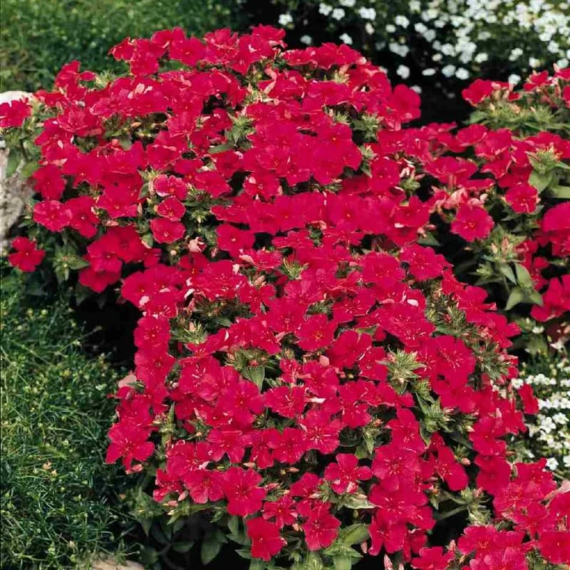 Scarlet Creeping Phlox Plant, Starter Phlox Live Plant, Well Rooted, Creeping Perennial Ground Cover