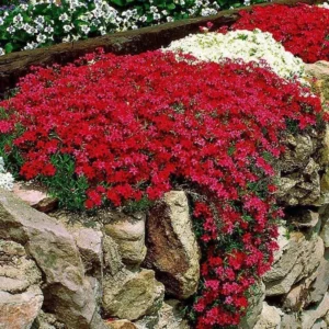 Scarlet Creeping Phlox Plant, Starter Phlox Live Plant, Well Rooted, Creeping Perennial Ground Cover