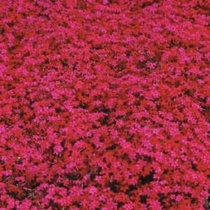 Scarlet Creeping Phlox Plant, Starter Phlox Live Plant, Well Rooted, Creeping Perennial Ground Cover