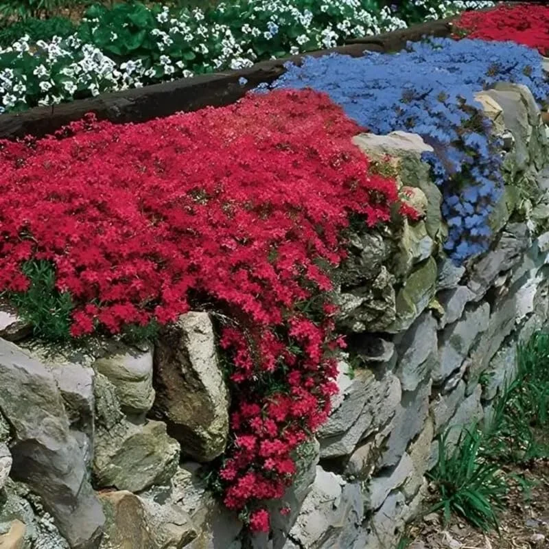 Scarlet Creeping Phlox Plant, Starter Phlox Live Plant, Well Rooted, Creeping Perennial Ground Cover