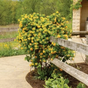 Yellow White Honeysuckle Bush Climbing, Honeysuckle Plant Live Vine, Fragrant Lonicera Perennial Honeysuckle Plants Bushes Shrubs in 2.5 Inch Pot