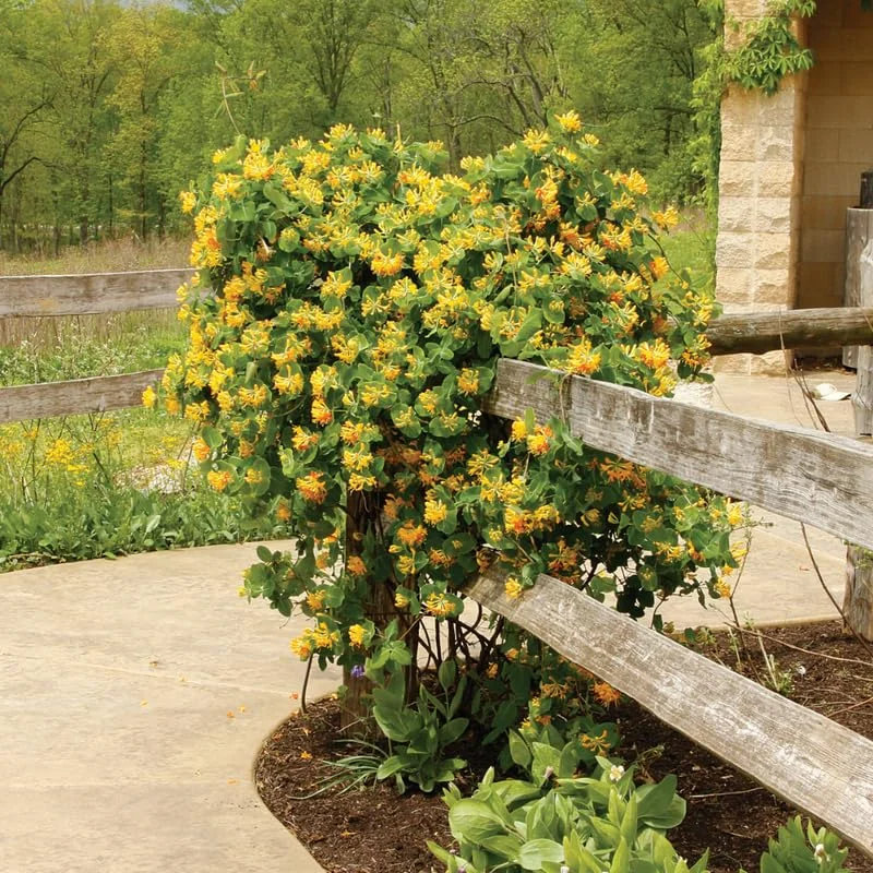 Yellow White Honeysuckle Bush Climbing, Honeysuckle Plant Live Vine, Fragrant Lonicera Perennial Honeysuckle Plants Bushes Shrubs in 2.5 Inch Pot