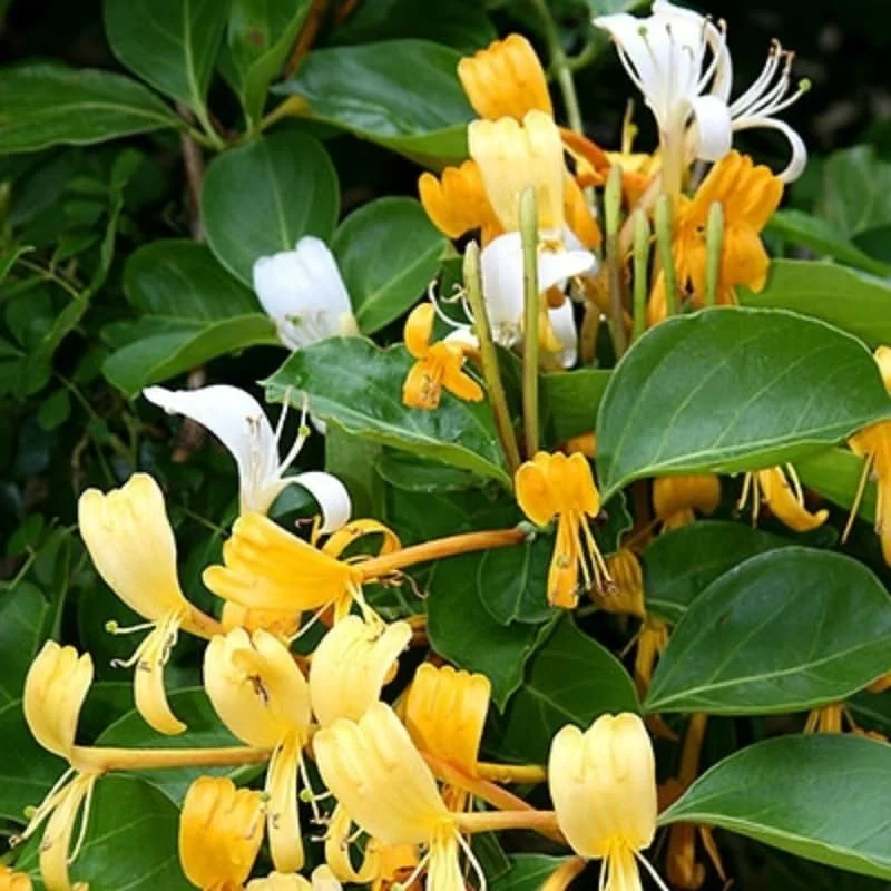 Yellow White Honeysuckle Bush Climbing, Honeysuckle Plant Live Vine, Fragrant Lonicera Perennial Honeysuckle Plants Bushes Shrubs in 2.5 Inch Pot