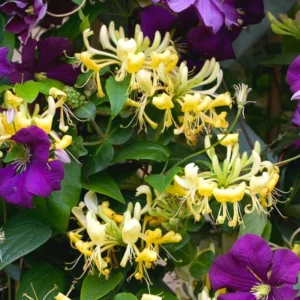 Yellow White Honeysuckle Bush Climbing, Honeysuckle Plant Live Vine, Fragrant Lonicera Perennial Honeysuckle Plants Bushes Shrubs in 2.5 Inch Pot
