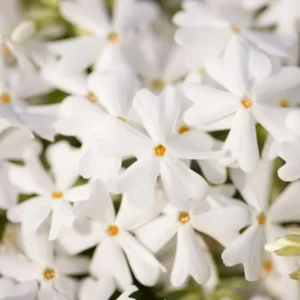 White Creeping Phlox, Starter Phlox Live Plant, Well Rooted, Creeping Perennial Ground Cover