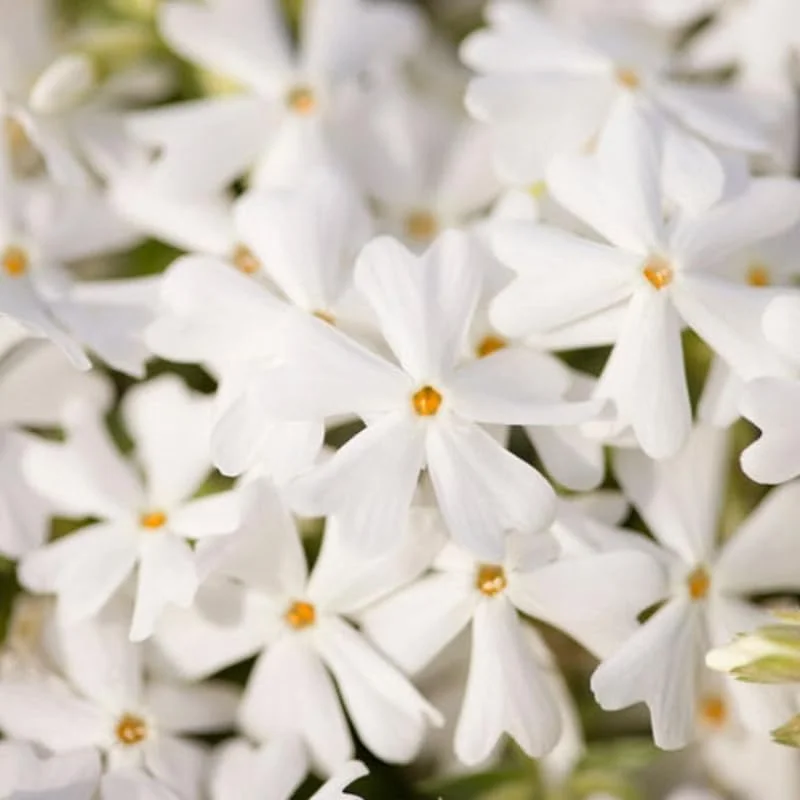 White Creeping Phlox, Starter Phlox Live Plant, Well Rooted, Creeping Perennial Ground Cover