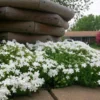 White Creeping Phlox, Starter Phlox Live Plant, Well Rooted, Creeping Perennial Ground Cover