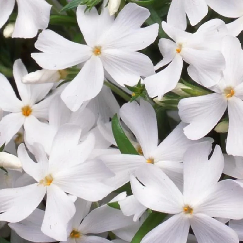 White Creeping Phlox, Starter Phlox Live Plant, Well Rooted, Creeping Perennial Ground Cover