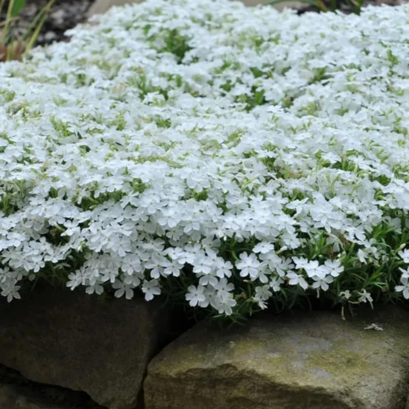 White Creeping Phlox, Starter Phlox Live Plant, Well Rooted, Creeping Perennial Ground Cover