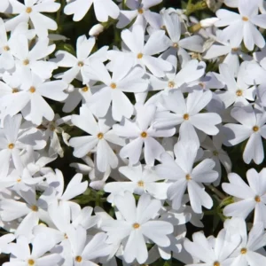 White Creeping Phlox, Starter Phlox Live Plant, Well Rooted, Creeping Perennial Ground Cover