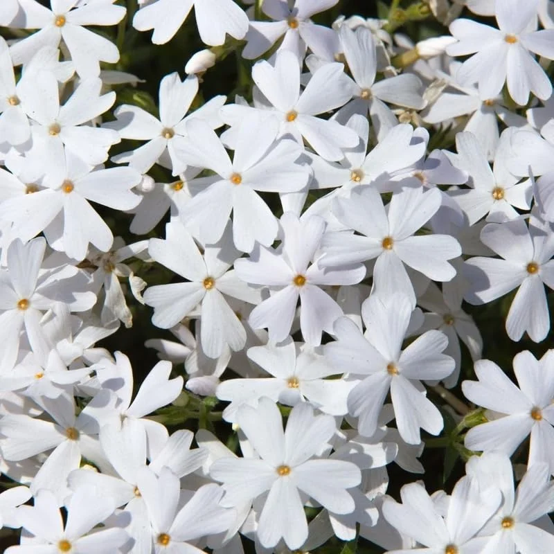 White Creeping Phlox, Starter Phlox Live Plant, Well Rooted, Creeping Perennial Ground Cover