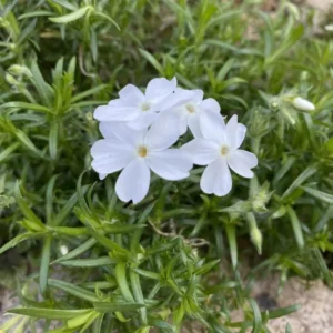 White Creeping Phlox, Starter Phlox Live Plant, Well Rooted, Creeping Perennial Ground Cover