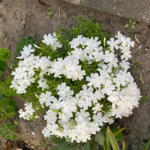 White Creeping Phlox, Starter Phlox Live Plant, Well Rooted, Creeping Perennial Ground Cover