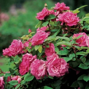 Pink New Dawn Rose Plant Live, Climbing Rose Bushes Shrubs Live Plant, Pink Rose for Planting, Starter Size, 4 to 10 Inc Tall
