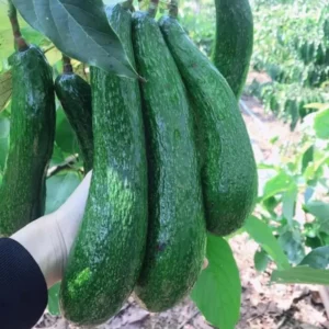 3Ft Avocado Tree Fruit, Avocado Live Plant, Avocado Tree Live Plant in 3 Gallon Pot, Avocado Grafted Tree Plant, 36 Inches in Tall