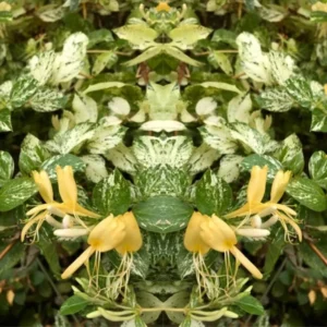 Fragrant Variegated Climbing Honeysuckle Plant Live Vine, Lonicera Perennial Honeysuckle Plants Bushes Shrubs in 4 Inch Pot