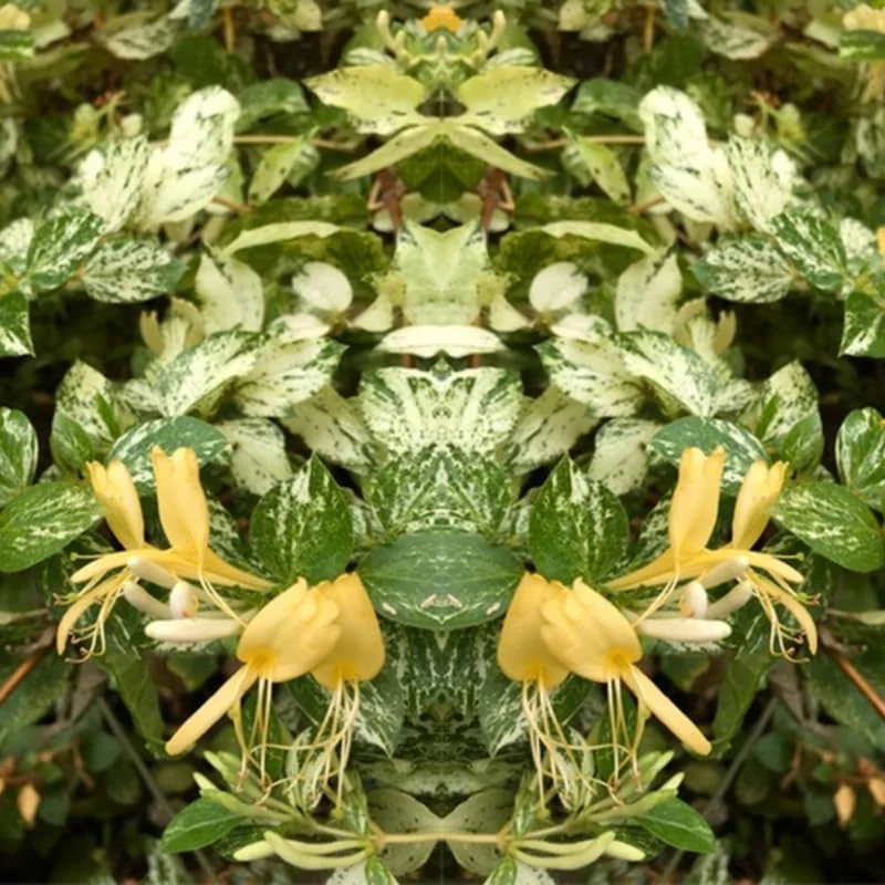 Fragrant Variegated Climbing Honeysuckle Plant Live Vine, Lonicera Perennial Honeysuckle Plants Bushes Shrubs in 4 Inch Pot