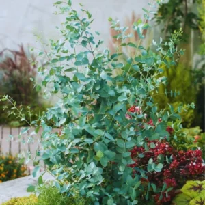 Silver Dollar Eucalyptus Live Plant, Live Eucalyptus Plant, Eucalyptus Plant Live, Live Eucalyptus Tree, Live Eucalyptus Plant Indoor