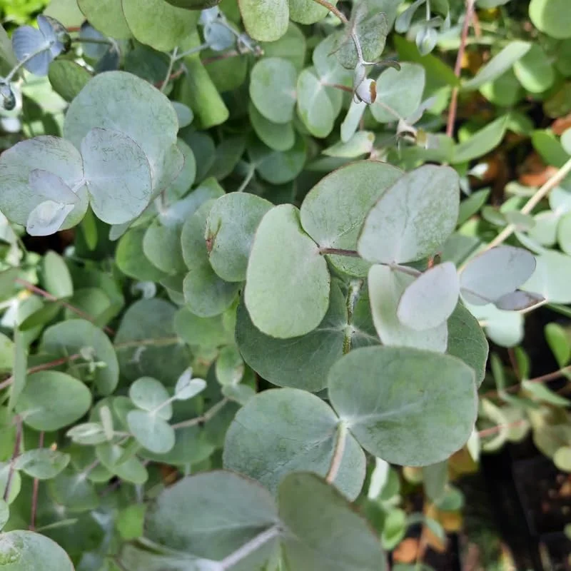 Silver Dollar Eucalyptus Live Plant, Live Eucalyptus Plant, Eucalyptus Plant Live, Live Eucalyptus Tree, Live Eucalyptus Plant Indoor