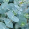 Set 2 Baby Blue Eucalyptus Live Plants, Live Eucalyptus Plants, Eucalyptus Plants Live, Live Eucalyptus Trees, Live Eucalyptus Plant Indoor, 4 to 7 Inc Tall