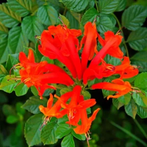 Fragrant Cape Honeysuckle Bush Climbing, Honeysuckle Plant Live Vine, Lonicera Perennial Honeysuckle Plants Bushes Shrubs, From 4 Inch Tall