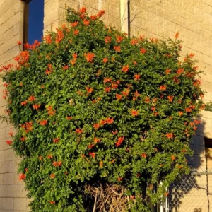 Fragrant Cape Honeysuckle Bush Climbing, Honeysuckle Plant Live Vine, Lonicera Perennial Honeysuckle Plants Bushes Shrubs, From 4 Inch Tall
