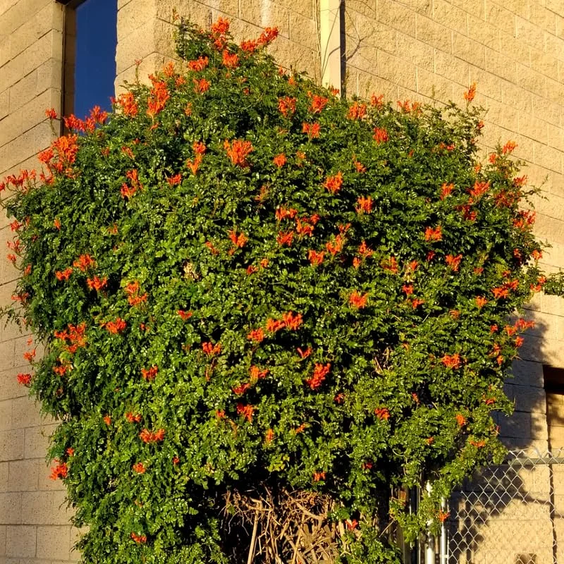 Fragrant Cape Honeysuckle Bush Climbing, Honeysuckle Plant Live Vine, Lonicera Perennial Honeysuckle Plants Bushes Shrubs, From 4 Inch Tall