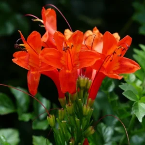 Fragrant Cape Honeysuckle Bush Climbing, Honeysuckle Plant Live Vine, Lonicera Perennial Honeysuckle Plants Bushes Shrubs, From 4 Inch Tall