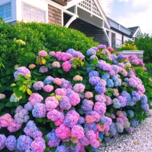 Purple Hydrangea Bush Plant Tree Live Shrub Smooth, Bigleaf in Pot, Starter Plant