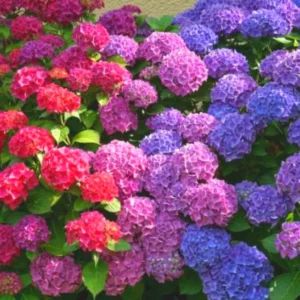 Purple Hydrangea Bush Plant Tree Live Shrub Smooth, Bigleaf in Pot, Starter Plant