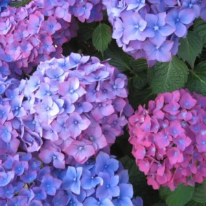 Blue Purple Shades Hydrangea Bush Plant Tree Live Shrub Plant Outside, 2.5 Inc Pot, 1 to 2 Feet Tall Plant