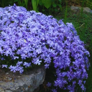 Blue Phlox Live Plant, Creeping Phlox Perennial, Blue Purple Creeping Phlox, 4 to 6 Inc Starter Plant and Well Rooted