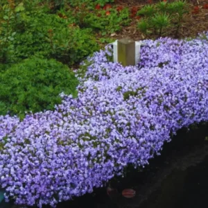 Blue Phlox Live Plant, Creeping Phlox Perennial, Blue Purple Creeping Phlox, 4 to 6 Inc Starter Plant and Well Rooted