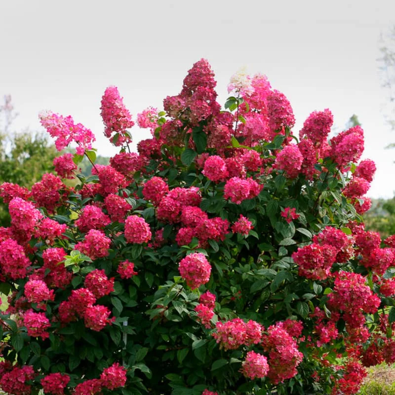 Fire Pink Hydrangea Bush Plant Tree Live Shrub in Pot, Starter Plant